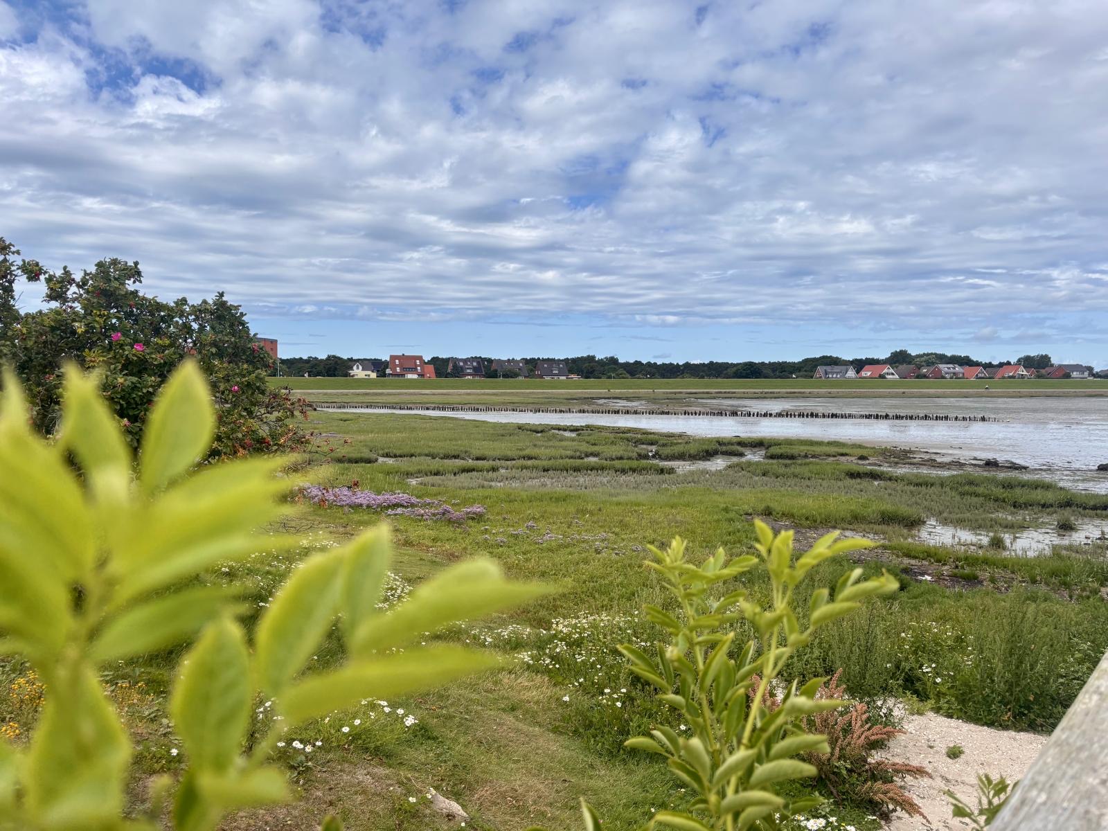 Salzwiese mit Blumen und Blick auf die Inselhäuser