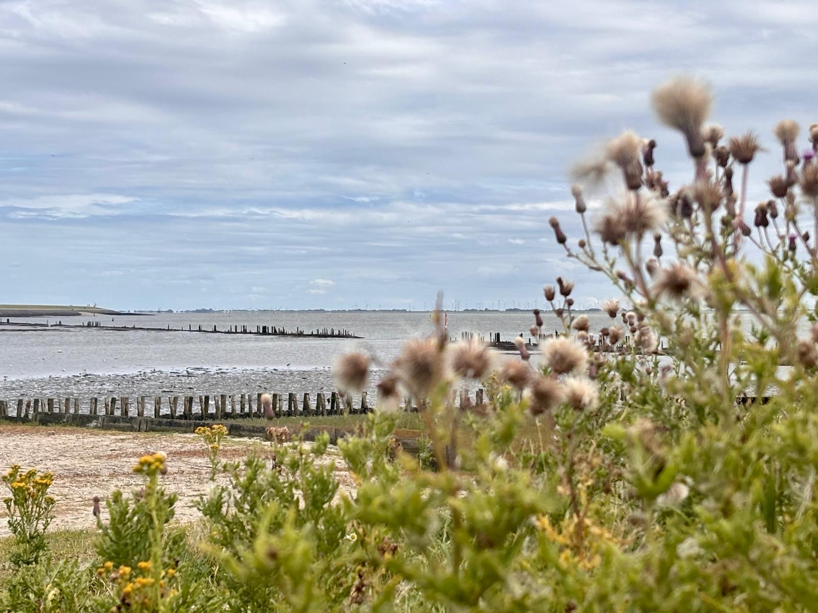 Salzwiese mit Disteln und Blick auf die Buhnen im Wattenmeer