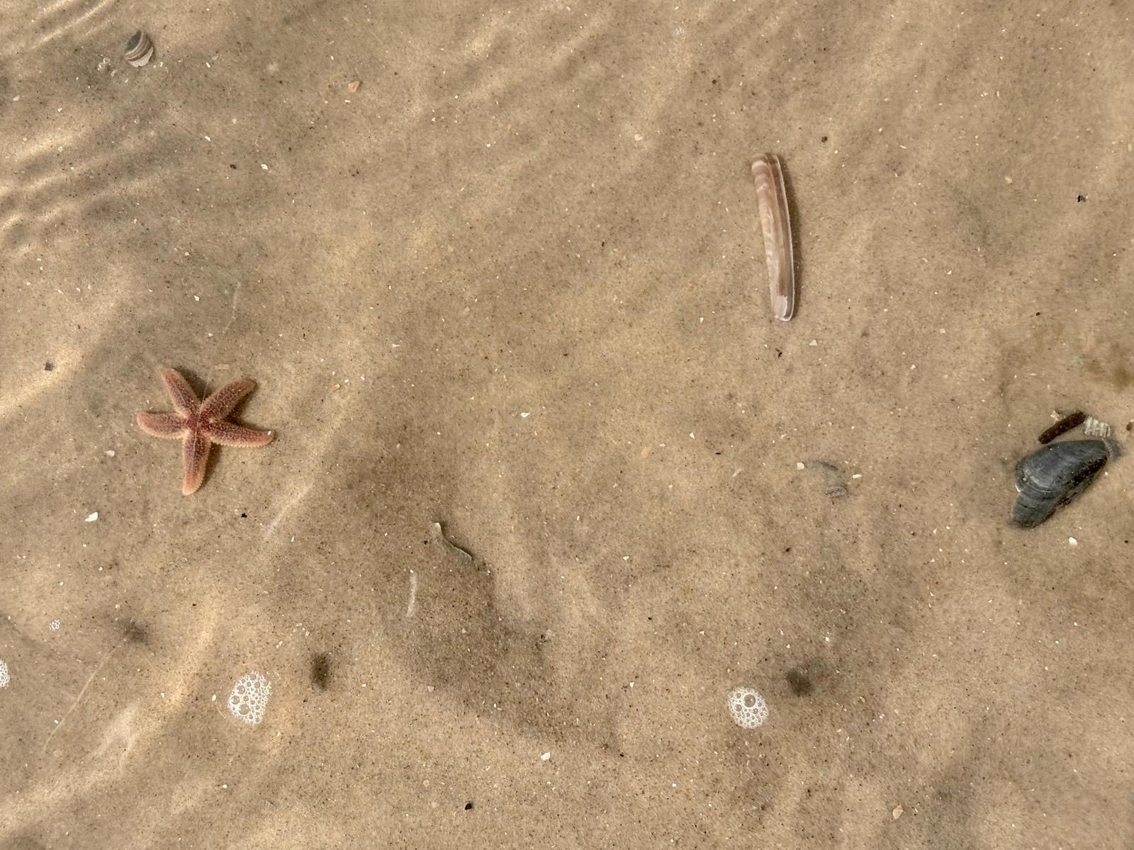 Seestern und Muscheln im flachen Wasser am Sandstrand