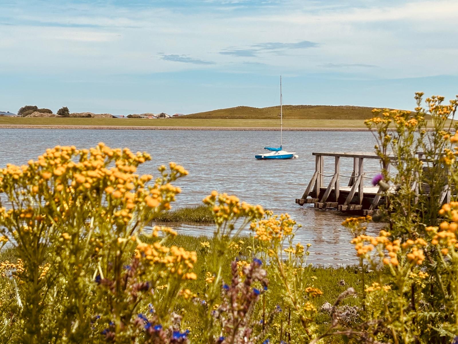 Gelbe Wattblumen mit Segelboot und Steg im Hintergrund